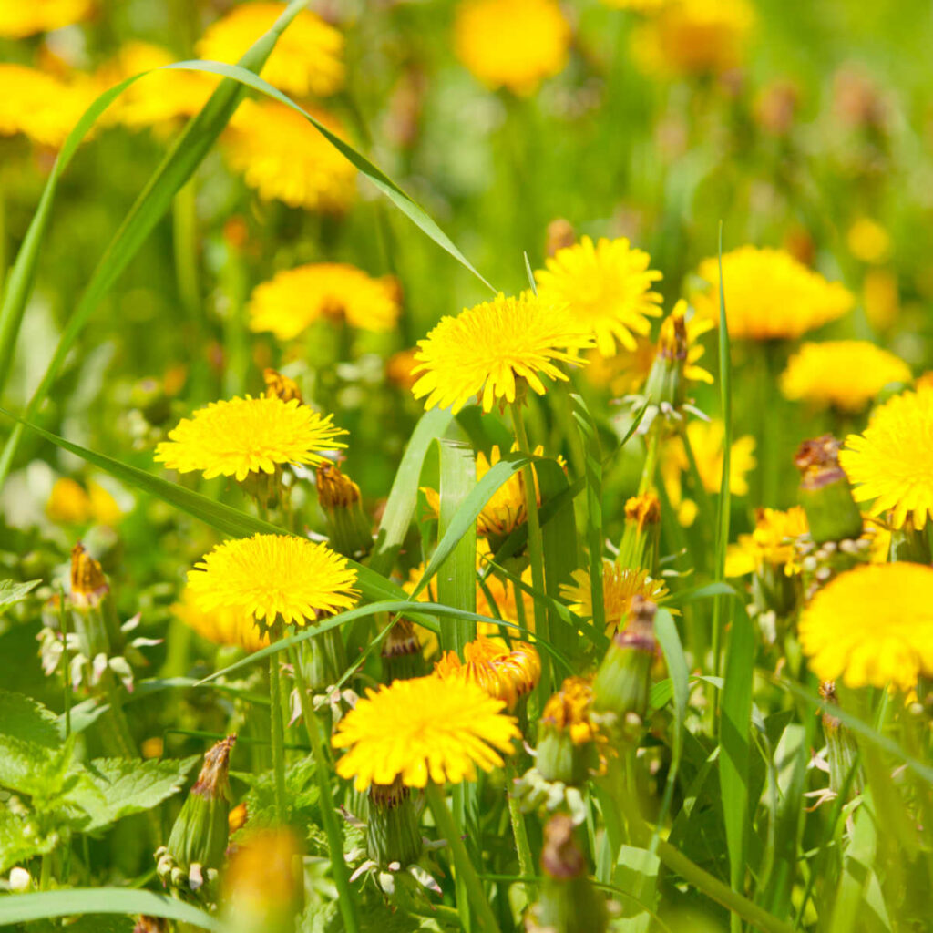 Dandelion Flower Tea Recipe - From fresh or dried flowers – Yum Eating